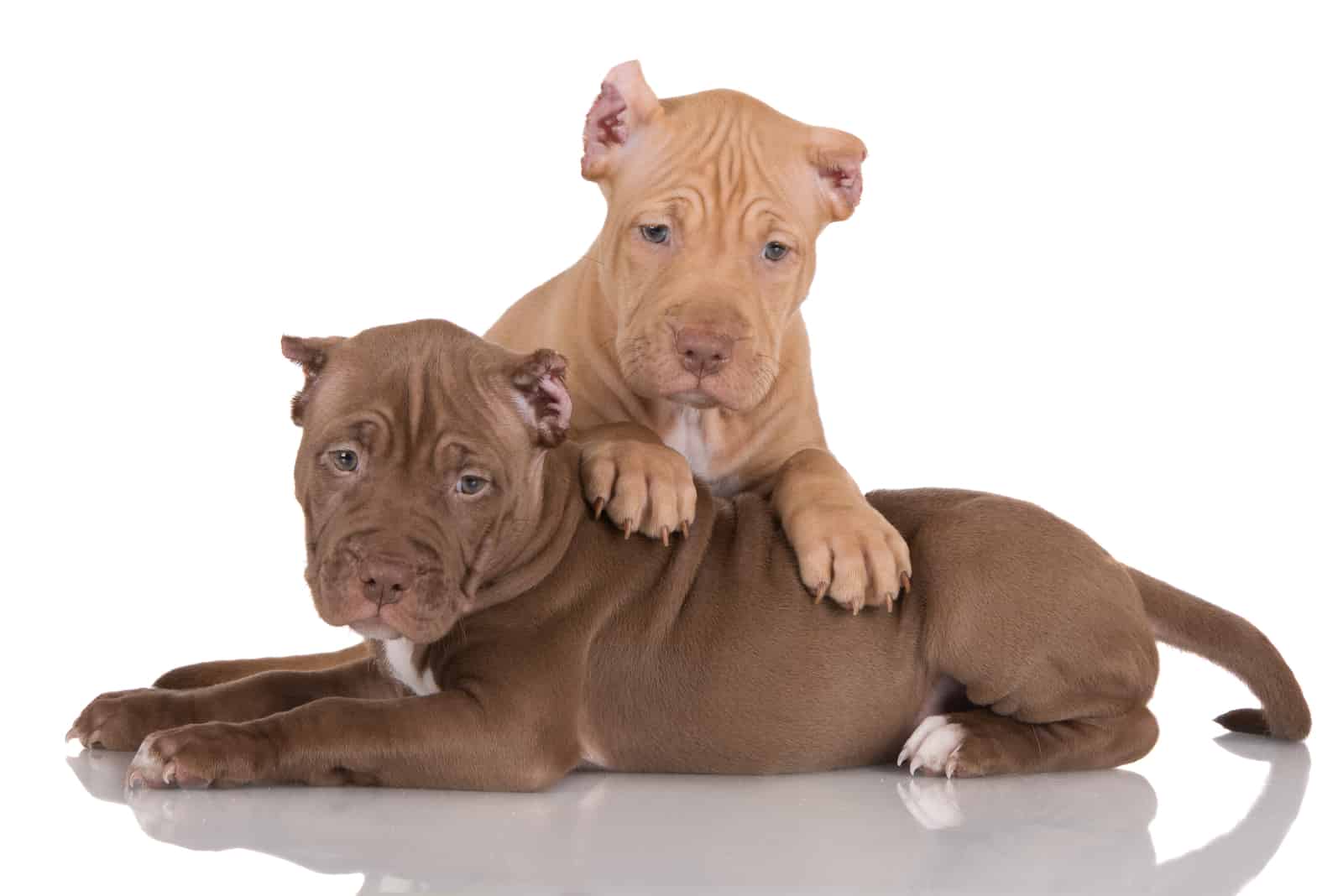 pitbull puppies with cropped ears playing