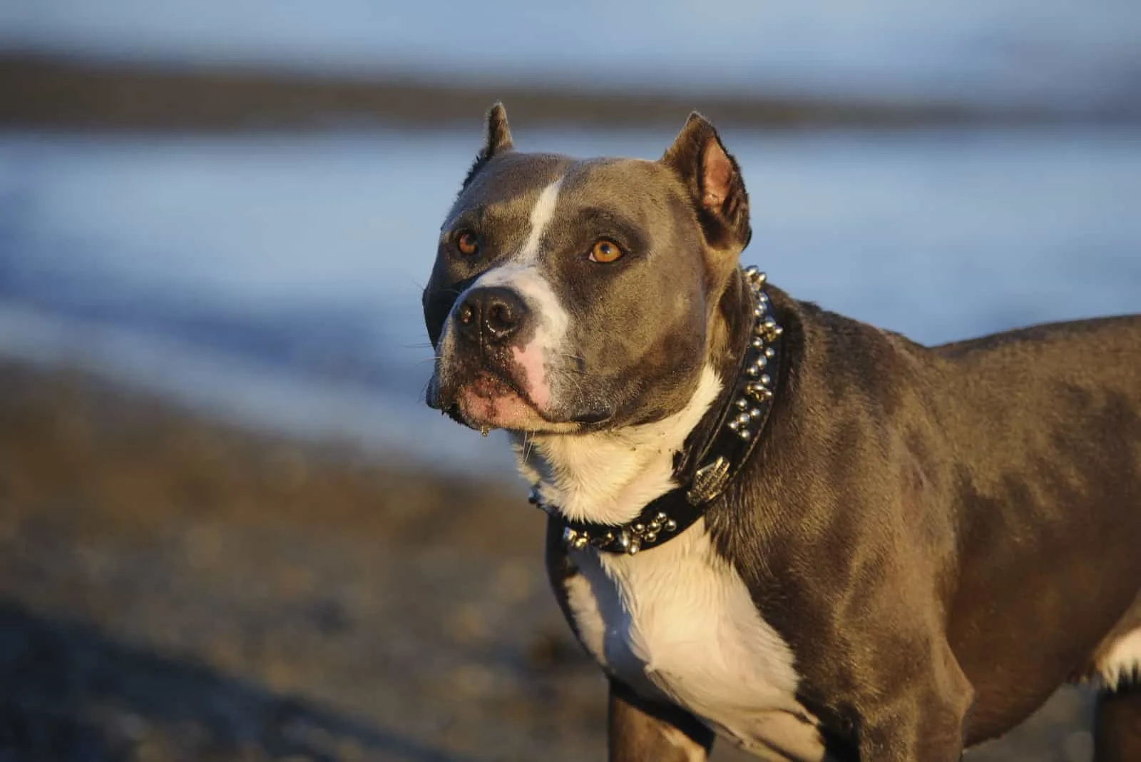 pitbull with cropped ears standing on the beach