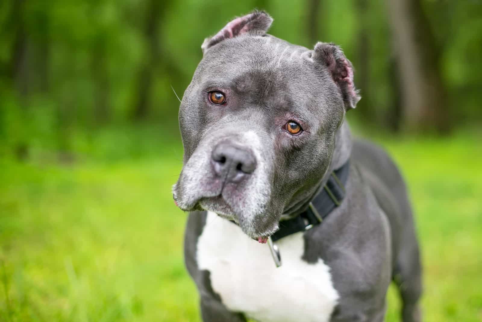 pitbull with short cropped ears