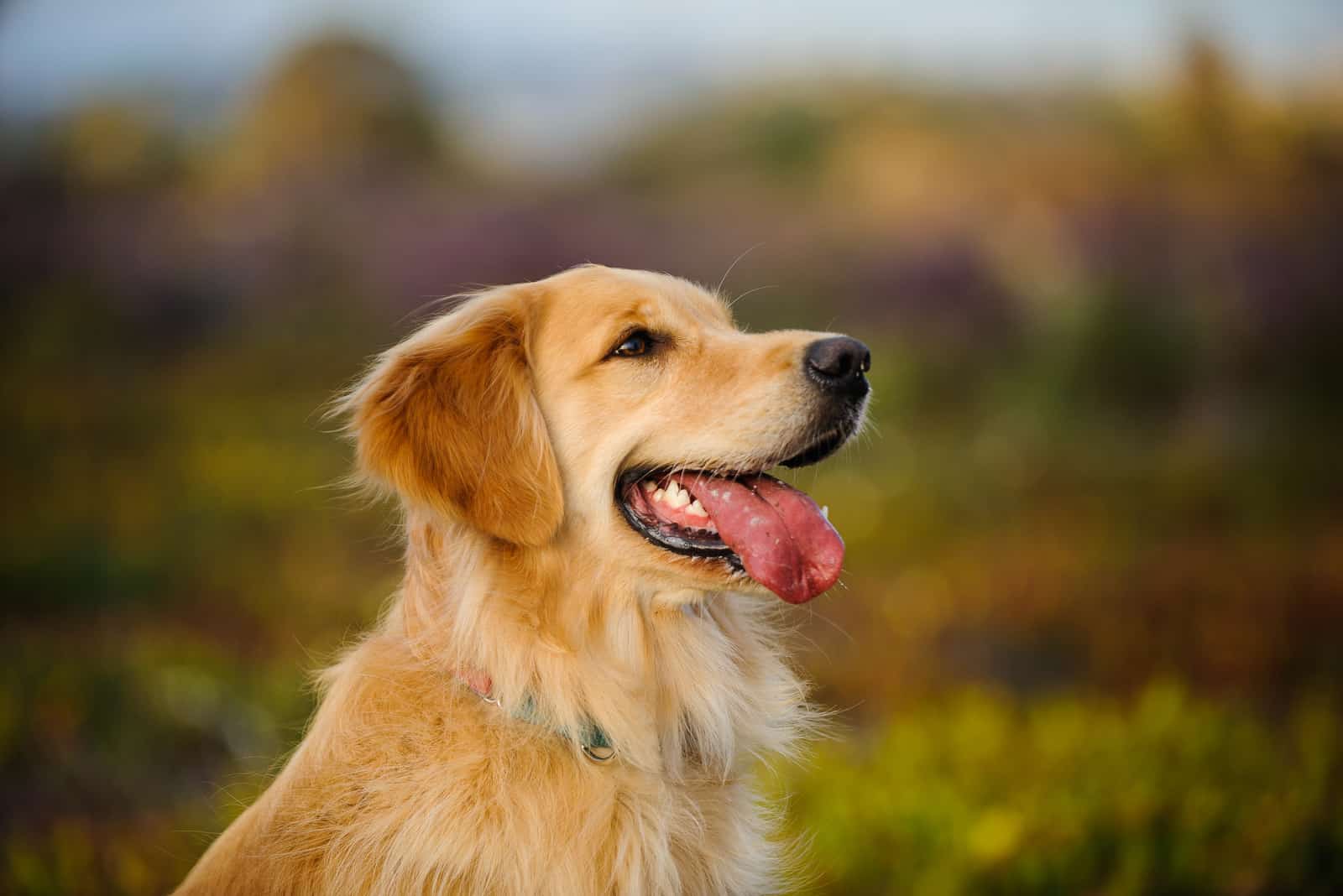 portrait of Field Golden Retriever