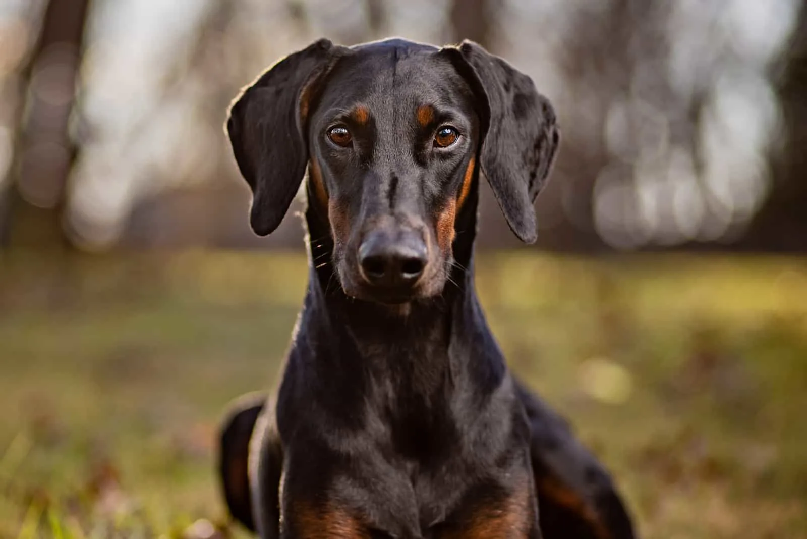 portrait of a doberman with uncropped ears