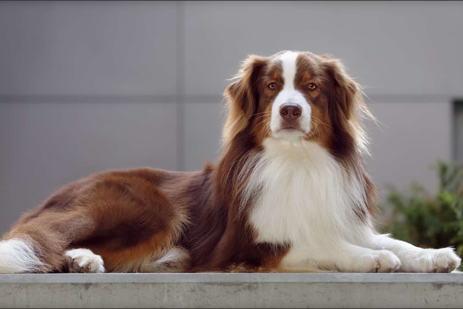 portrait of a red tri australian shepherd sitting