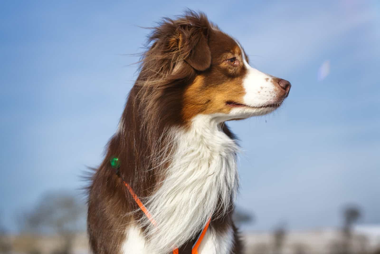 portrait of a red tri australian shepherd