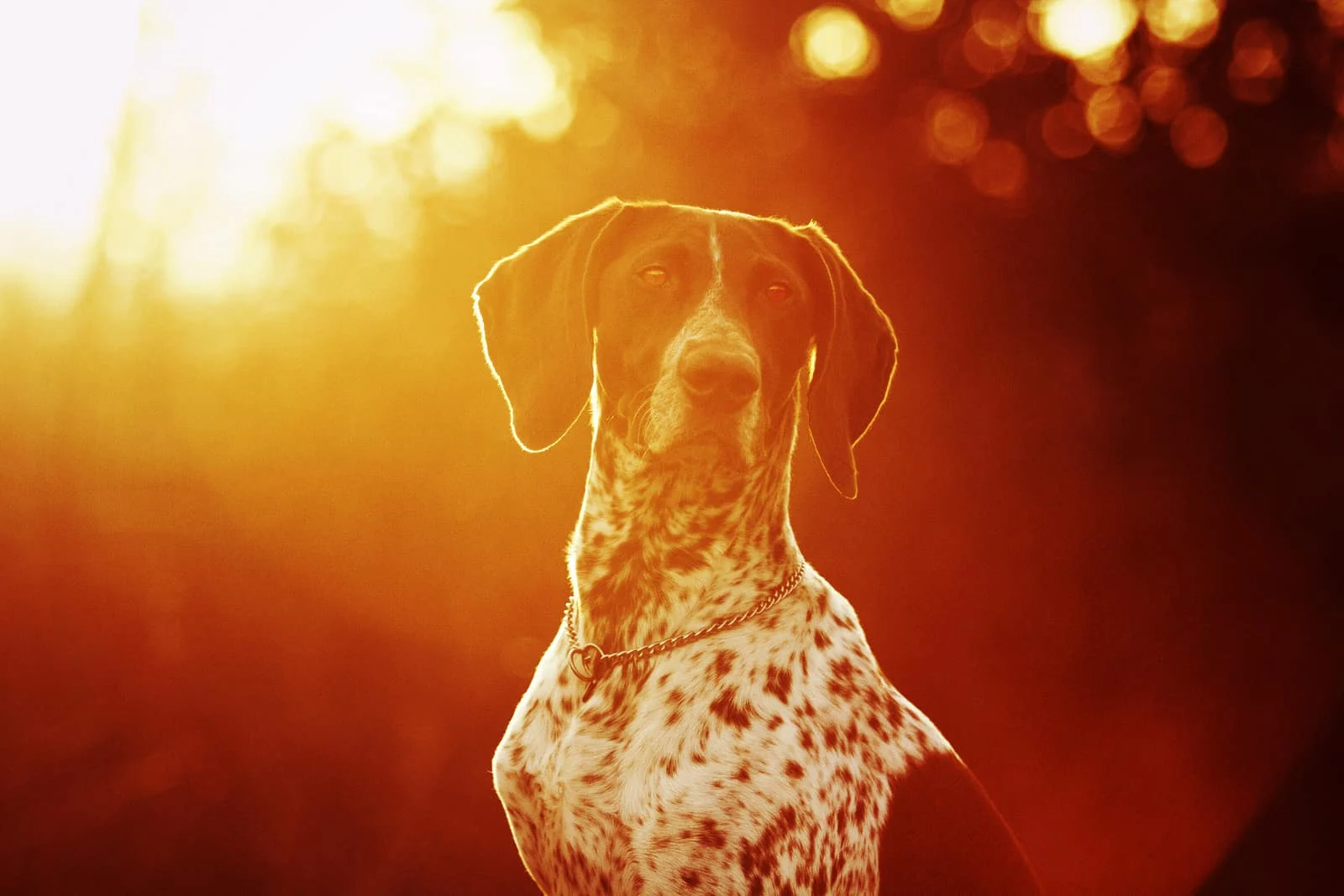 portrait of dog standing outside in sunset