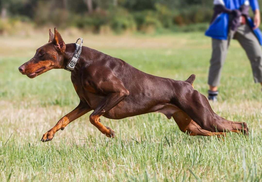 red doberman running