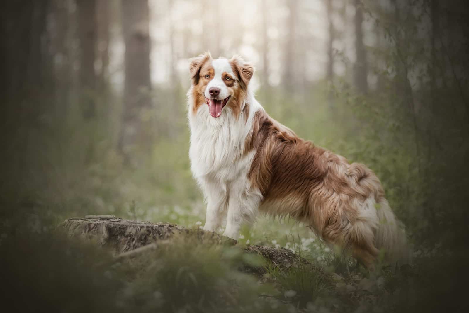 Red Australian Shepherd: Origin, Colors and Characteristics – timberwolfpet