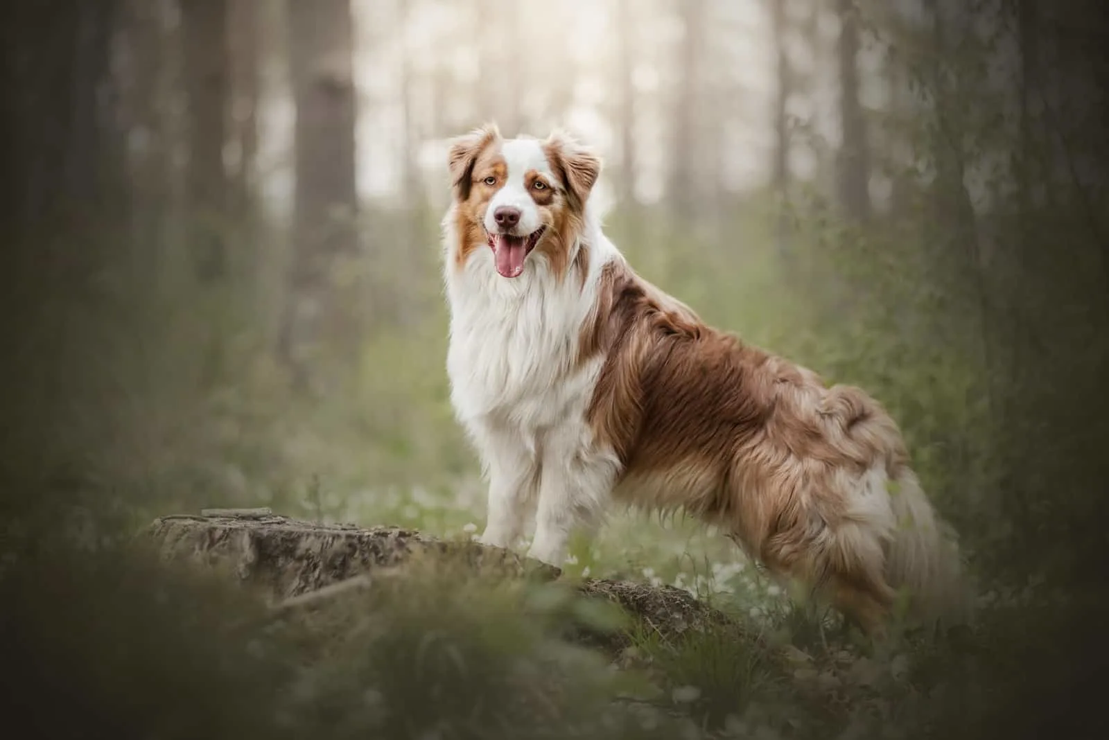 red tri australian shepherd photographed in a forest