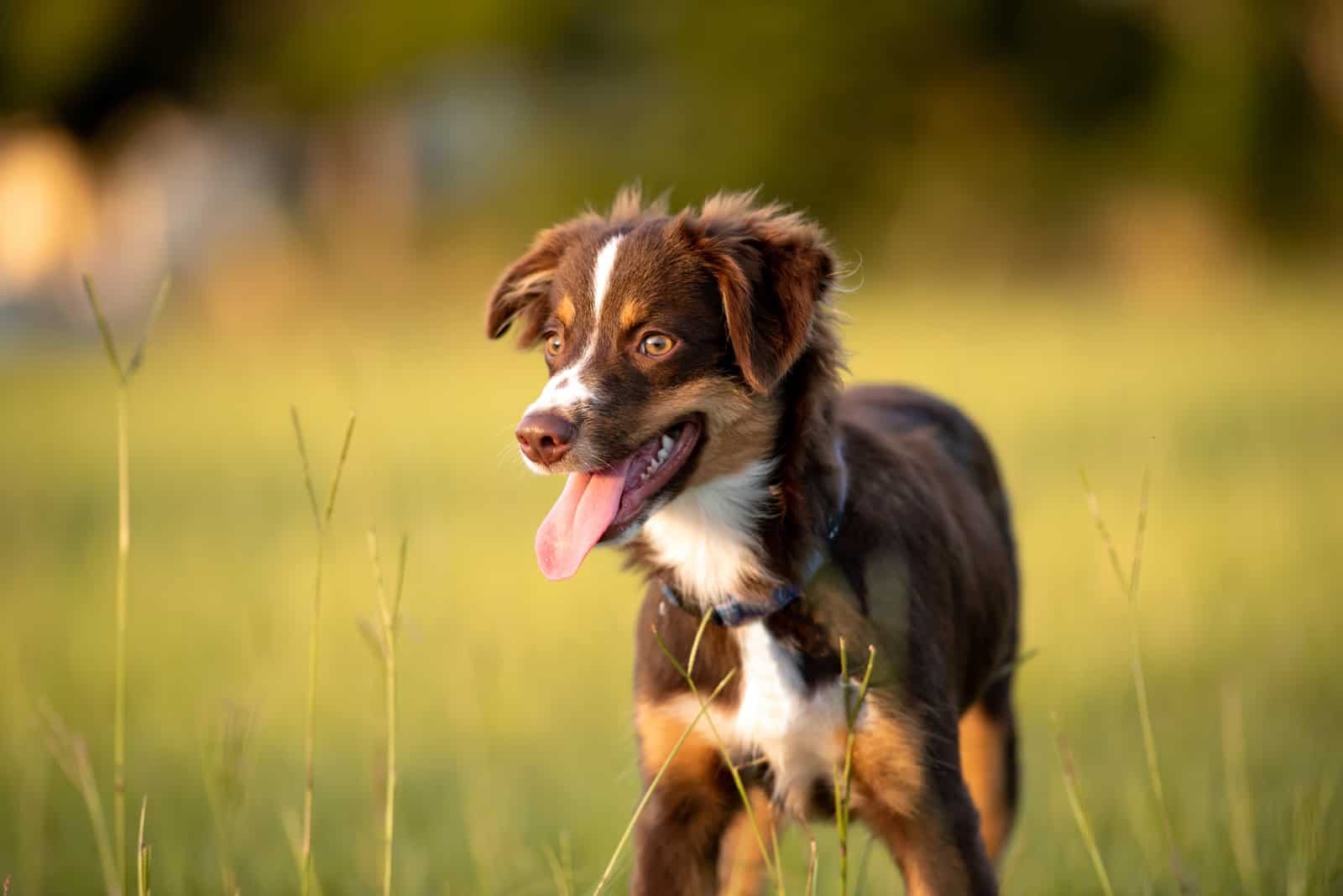 red tri australian shepherd puppy