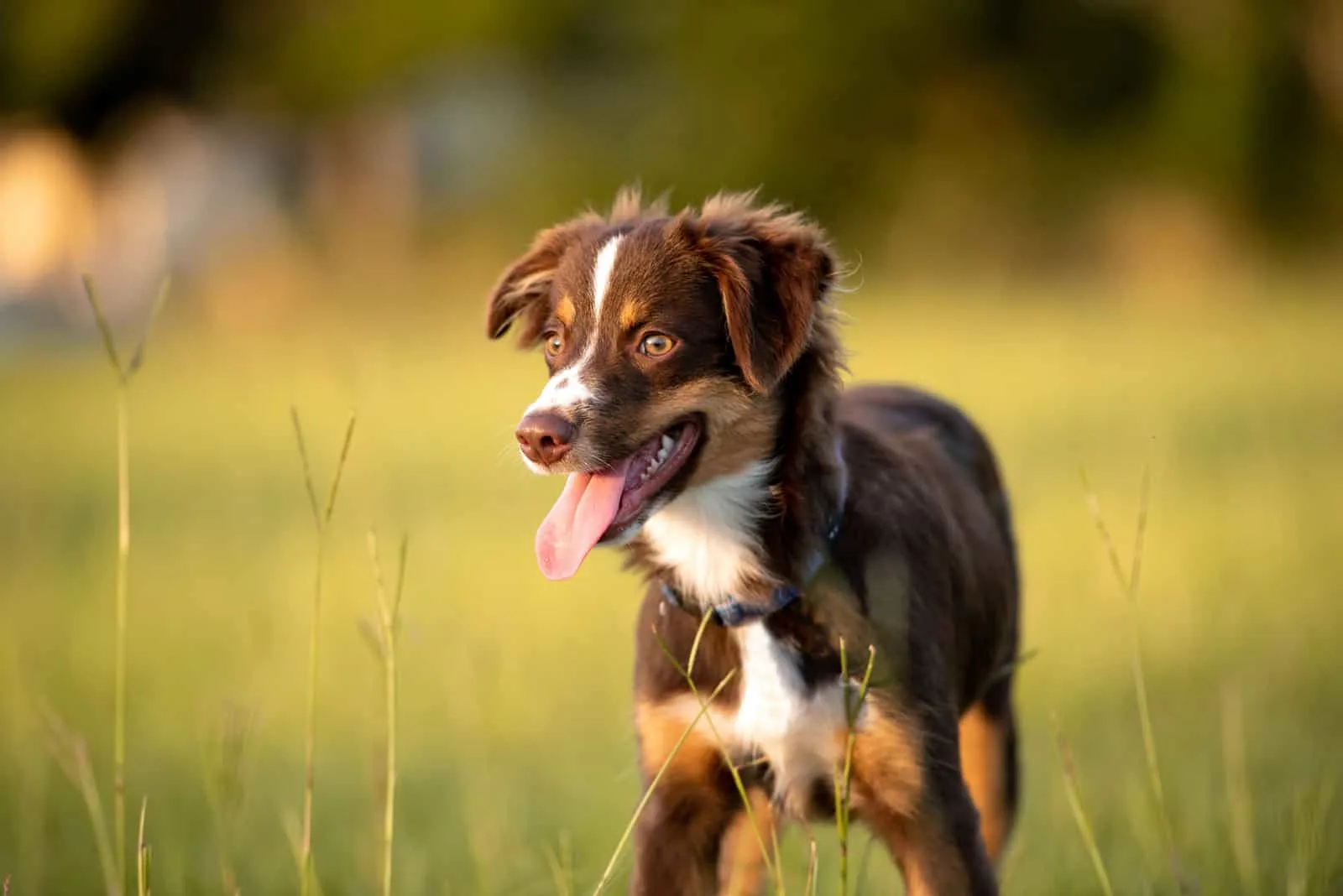 red tri australian shepherd puppy