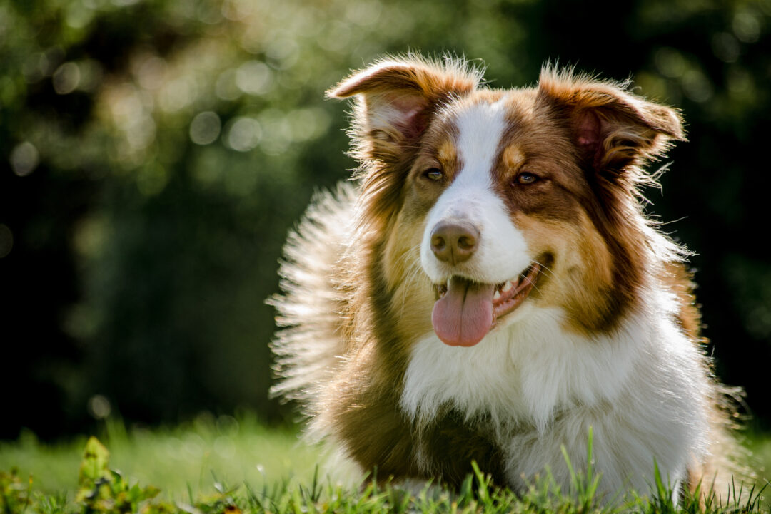 The Red Tri Australian Shepherd: All You Need To Know