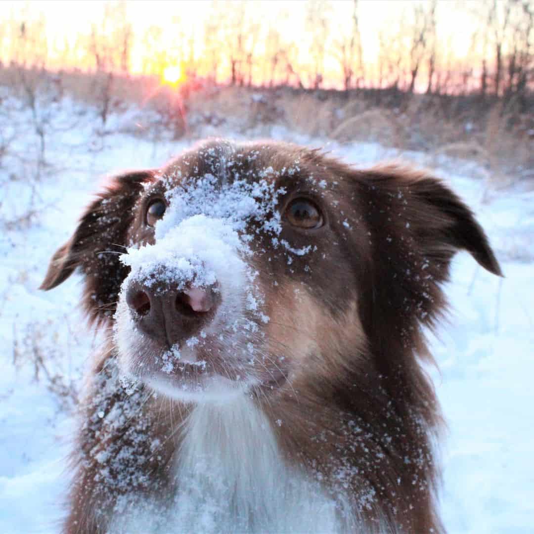 red tri australian shepherd with snow on face