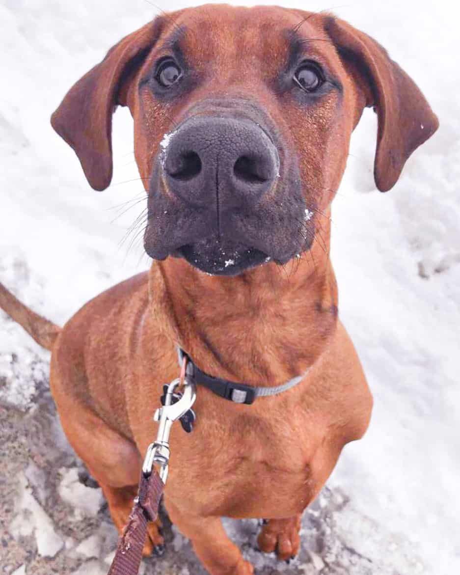 rhodesian doberman