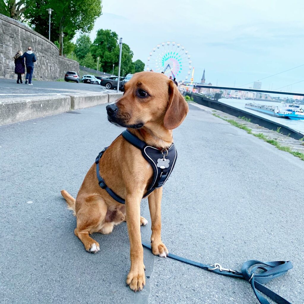 16 Rhodesian Ridgeback Mixes: Is A Mix Better Than Purebred?