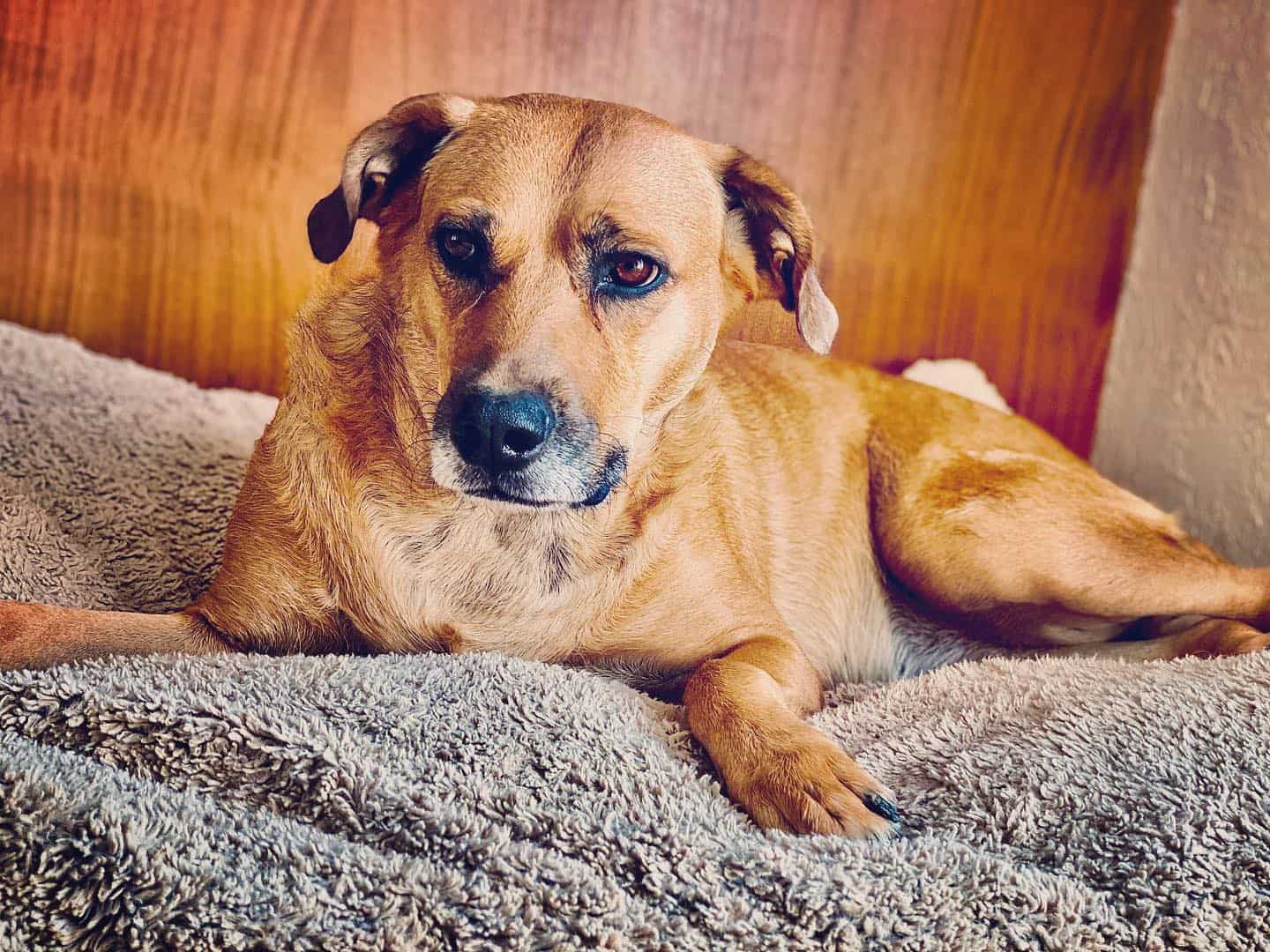 rhodesian ridgeback german shepherd mix