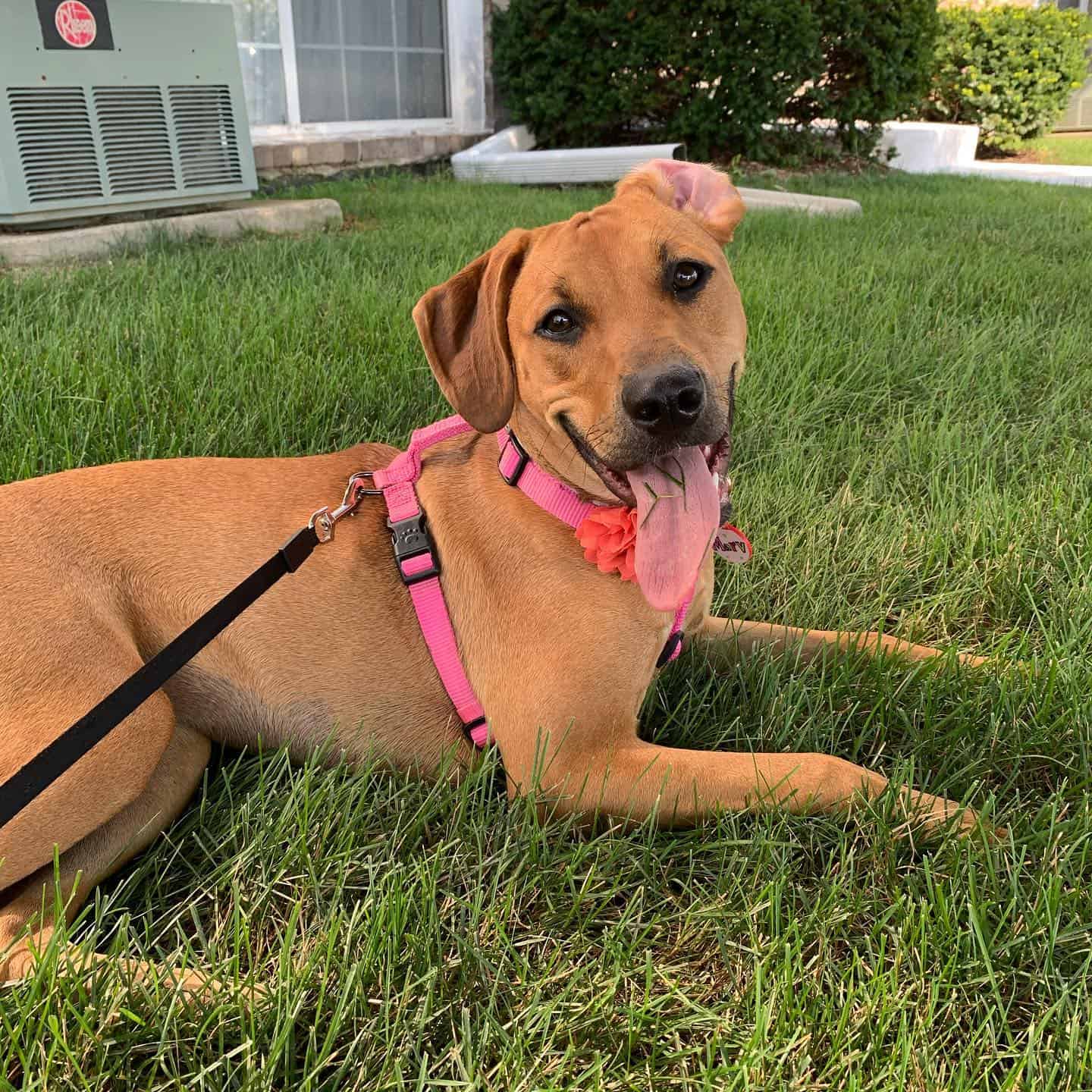 rhodesian ridgeback red coonhound mix