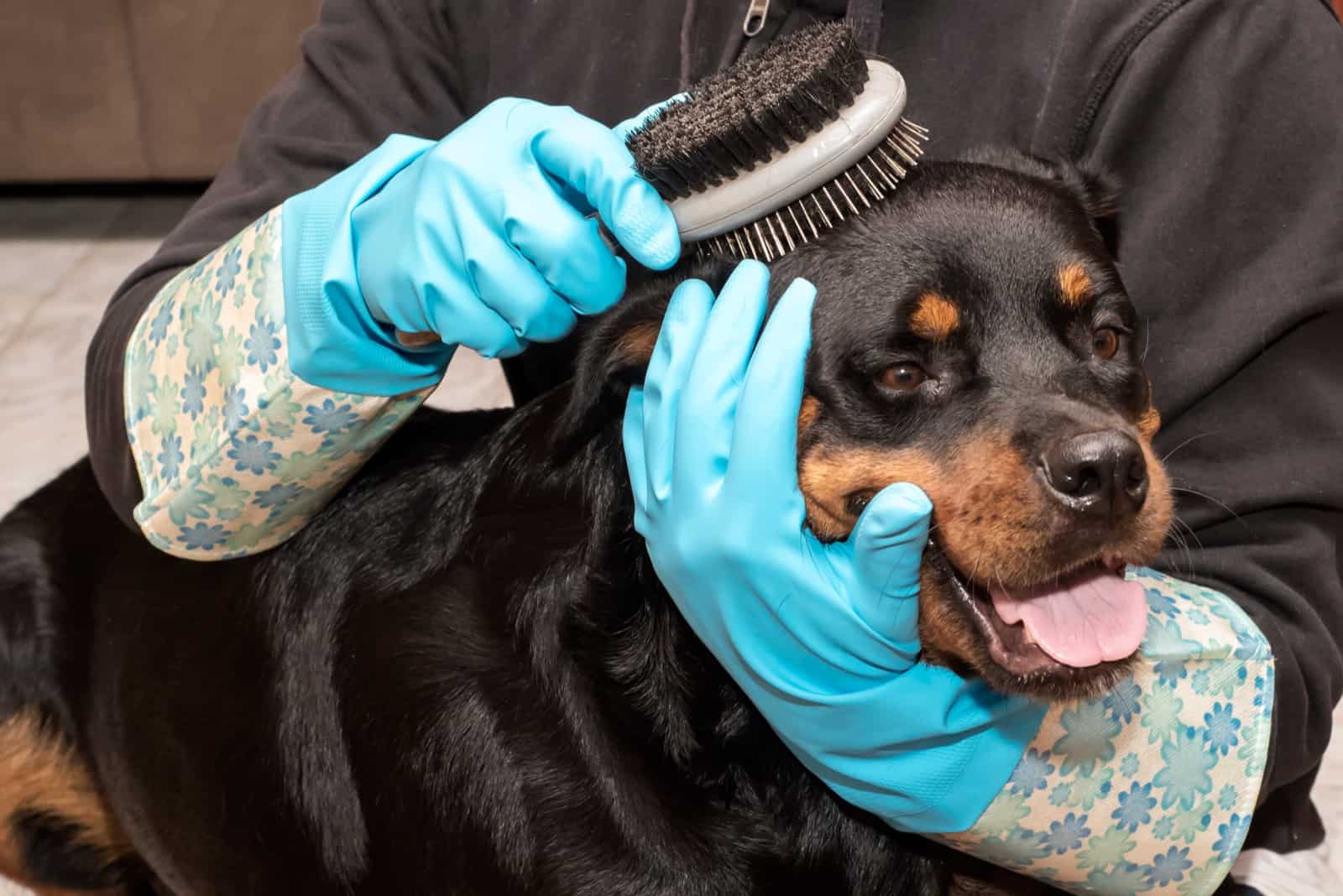 rottweiler being brushed