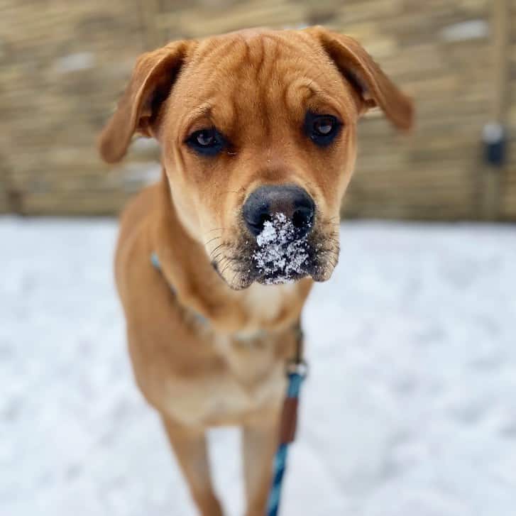 rottweiler boxer mix