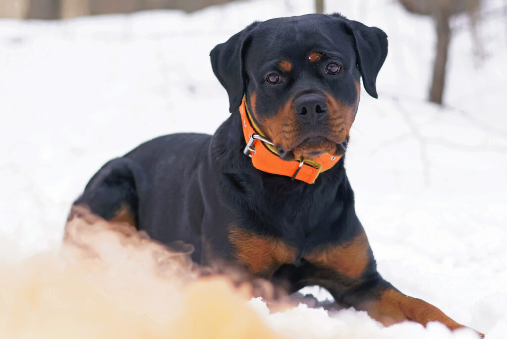 Top 10 Best Collars For Rottweilers Here Are Our Picks