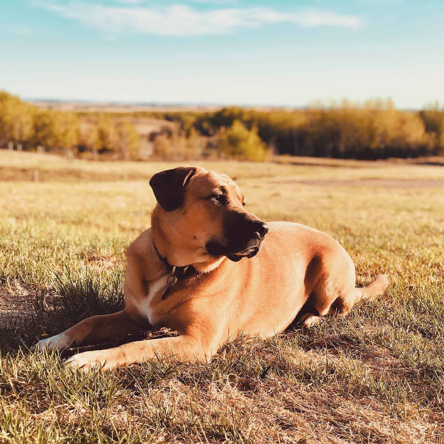 saint bernard boxer mix