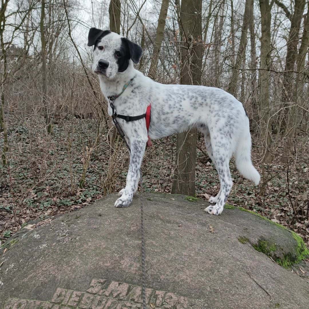 samoyed boxer mix