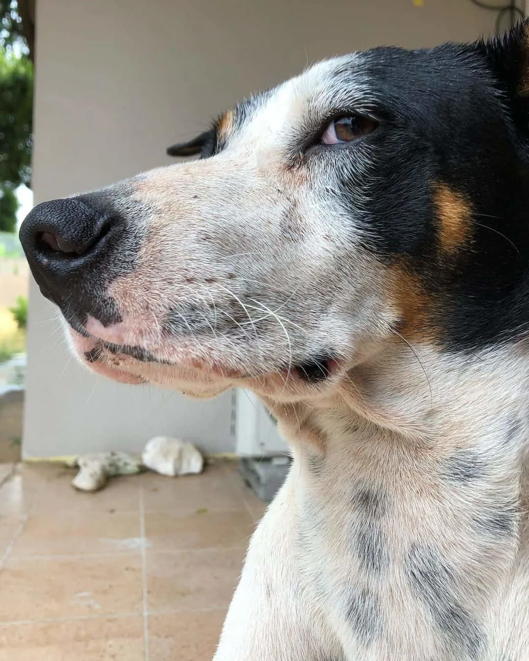sassy dog giving side eye