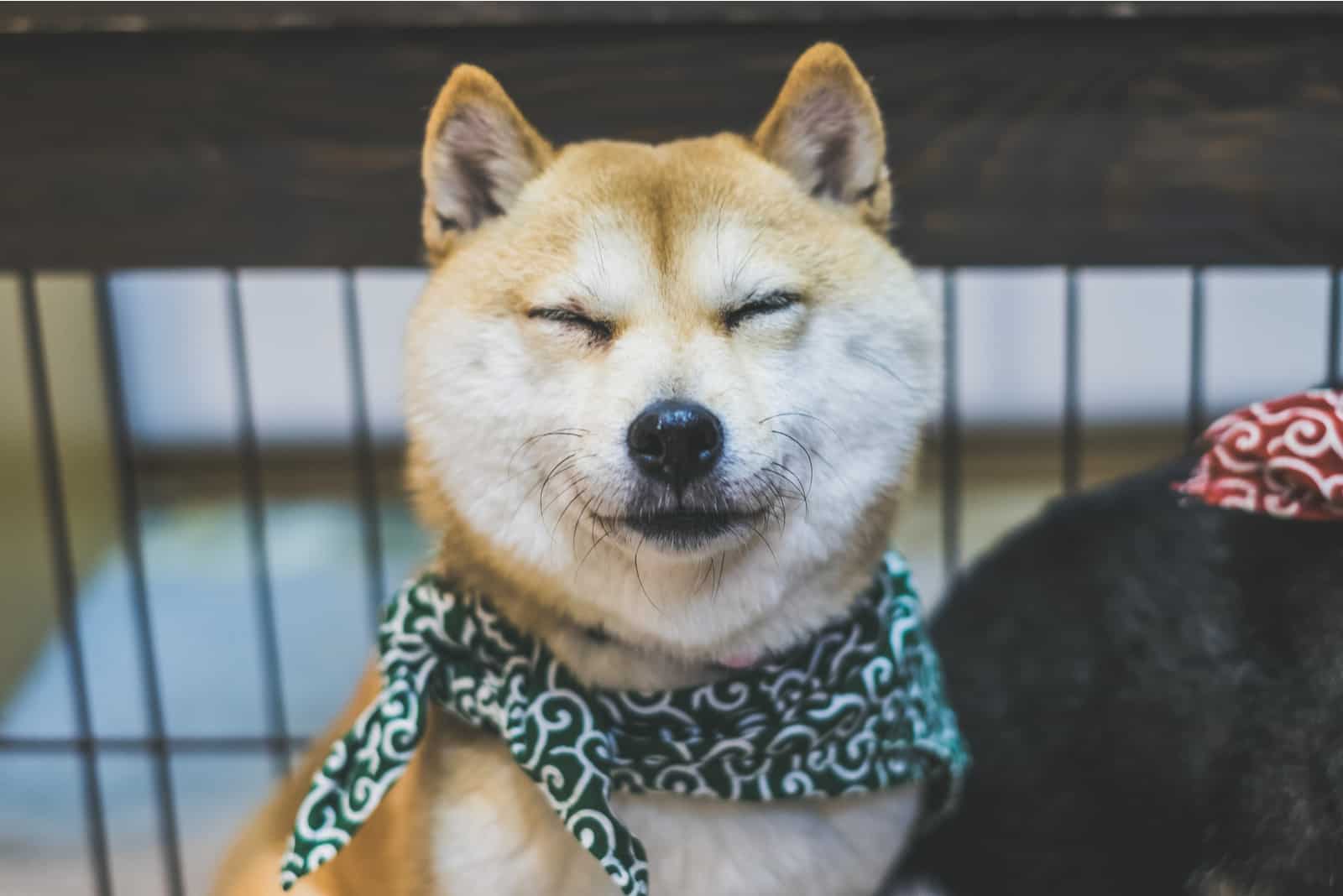 sassy mame shiba inu staring at camera