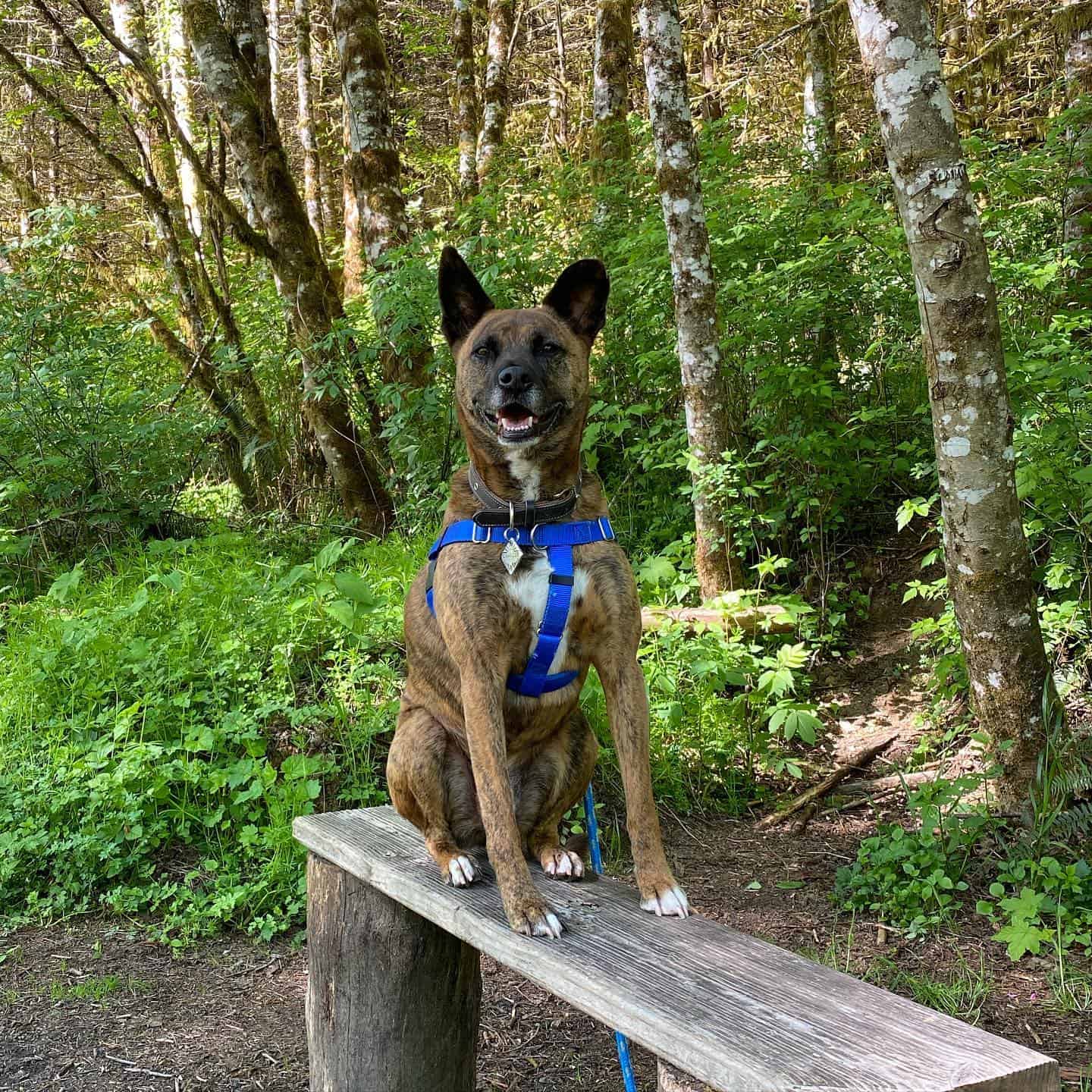 shiba inu boxer mix