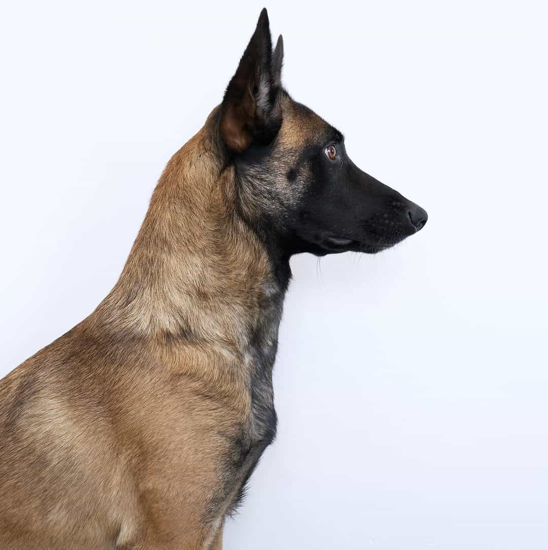 side portrait of a belgian malinois