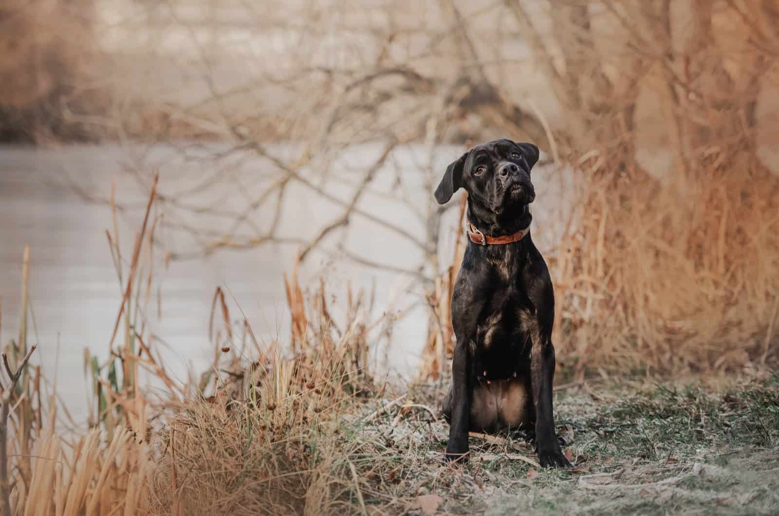 small cane corso photographed in nature