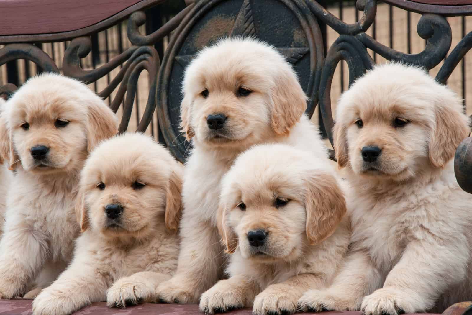 sweet golden retriever puppies 