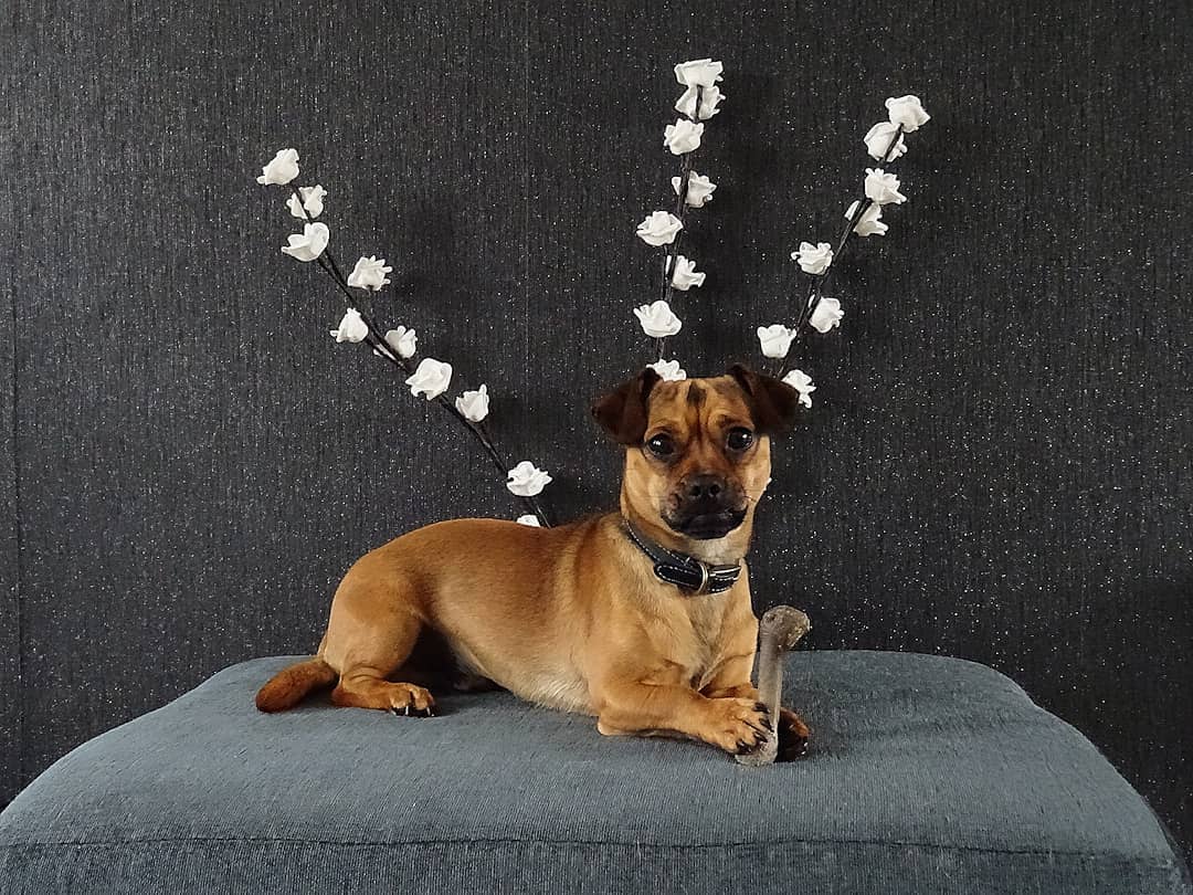 the beautiful Daug lies on the sofa and keeps the bone in his paws