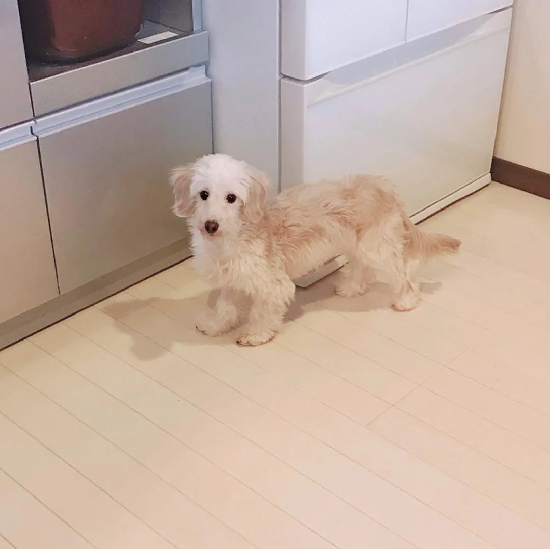 the beautiful Doxiepoo stands in the kitchen