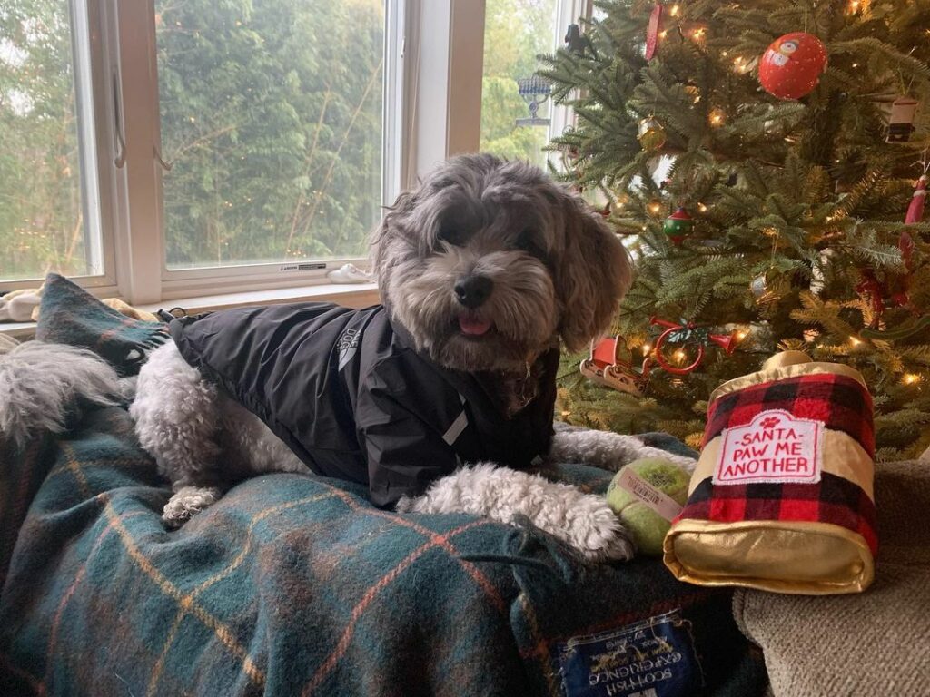 The Top 10 Best Dog Breeders In New York