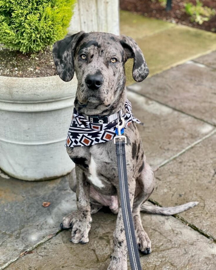 50 Great Dane Mixes Popular Great Dane Mixed Breeds
