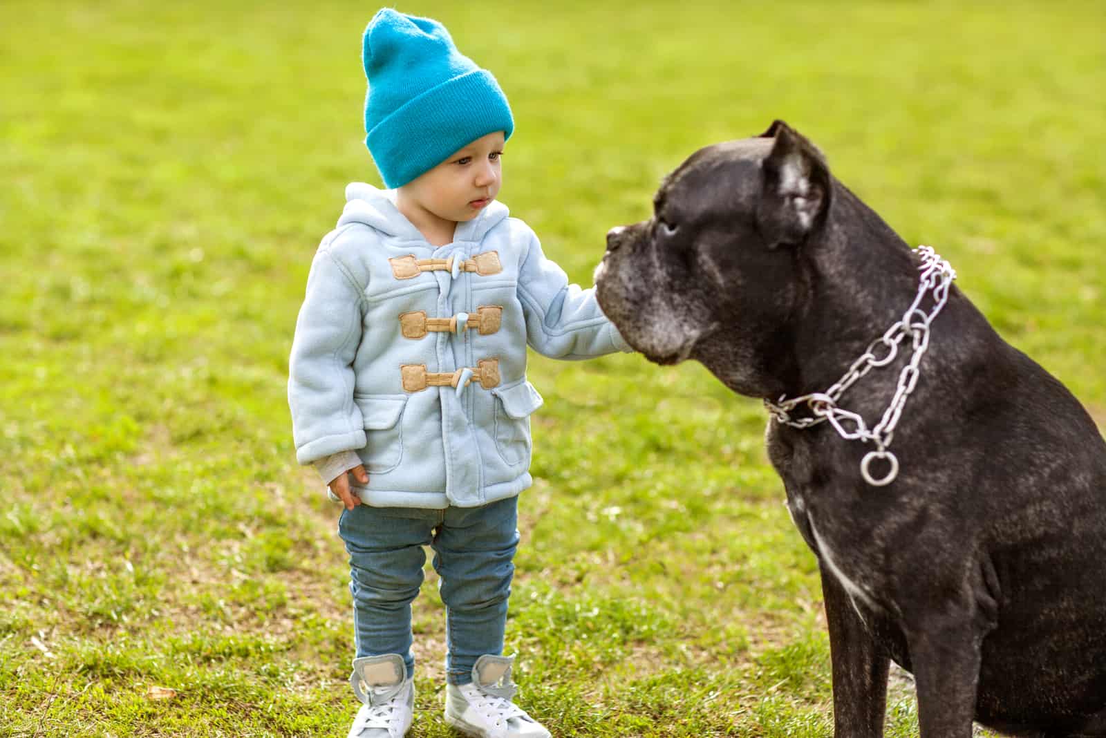the child touches the cane corso in his chest