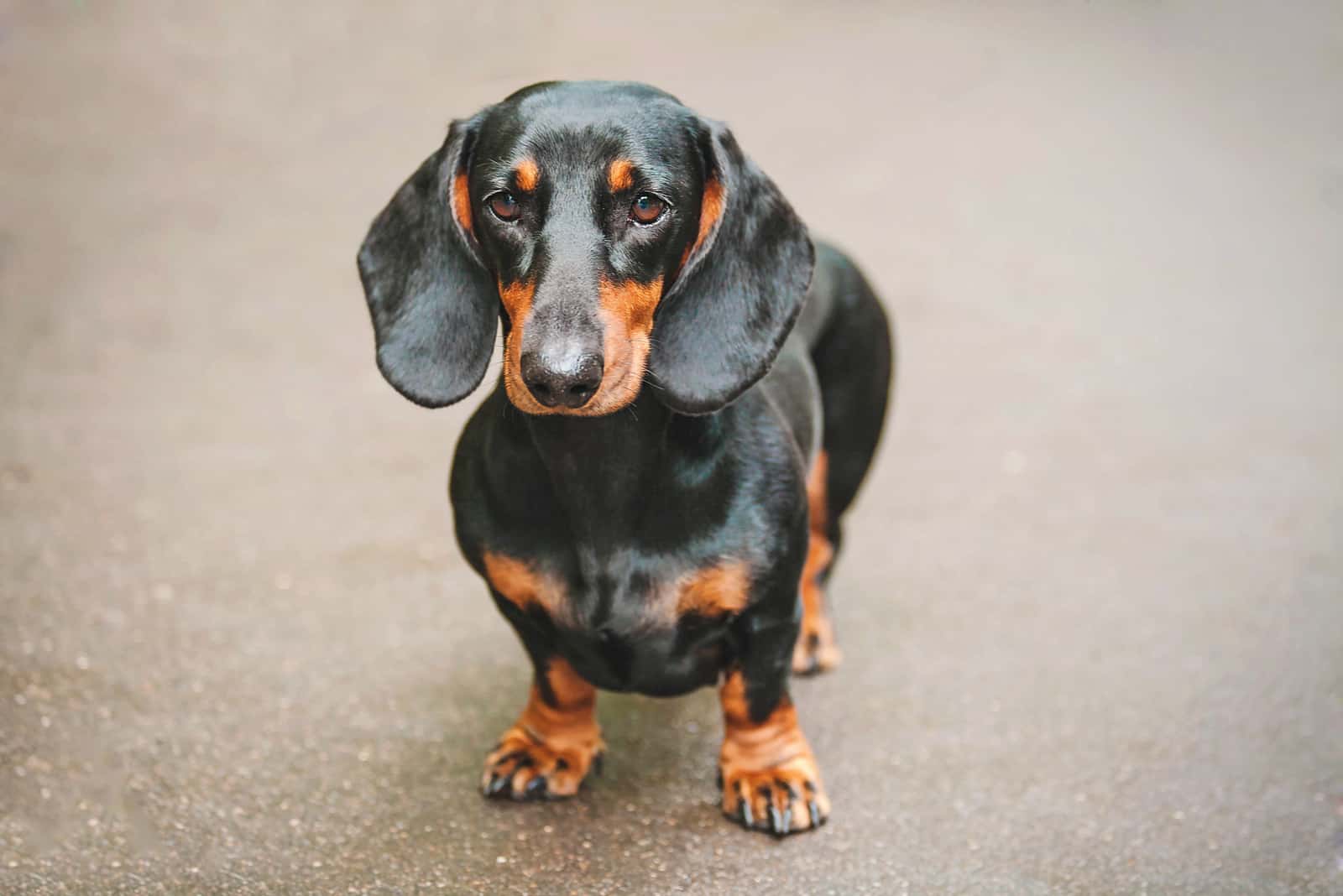 the dachshund puppy stands and looks at the camera
