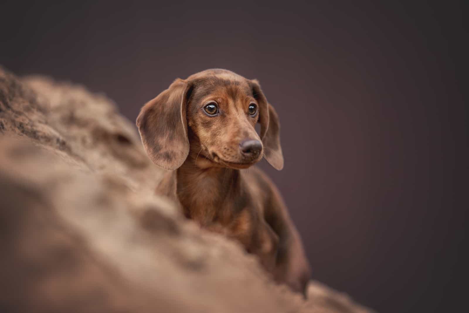 the dachshund stands on a wooden base and looks into the distance