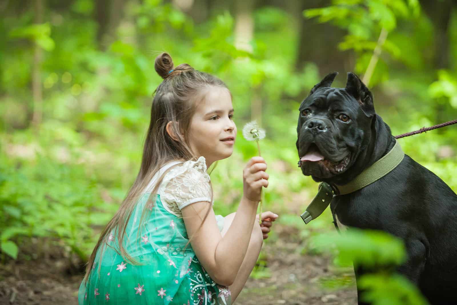 the girl is playing with cane corso and dandelion
