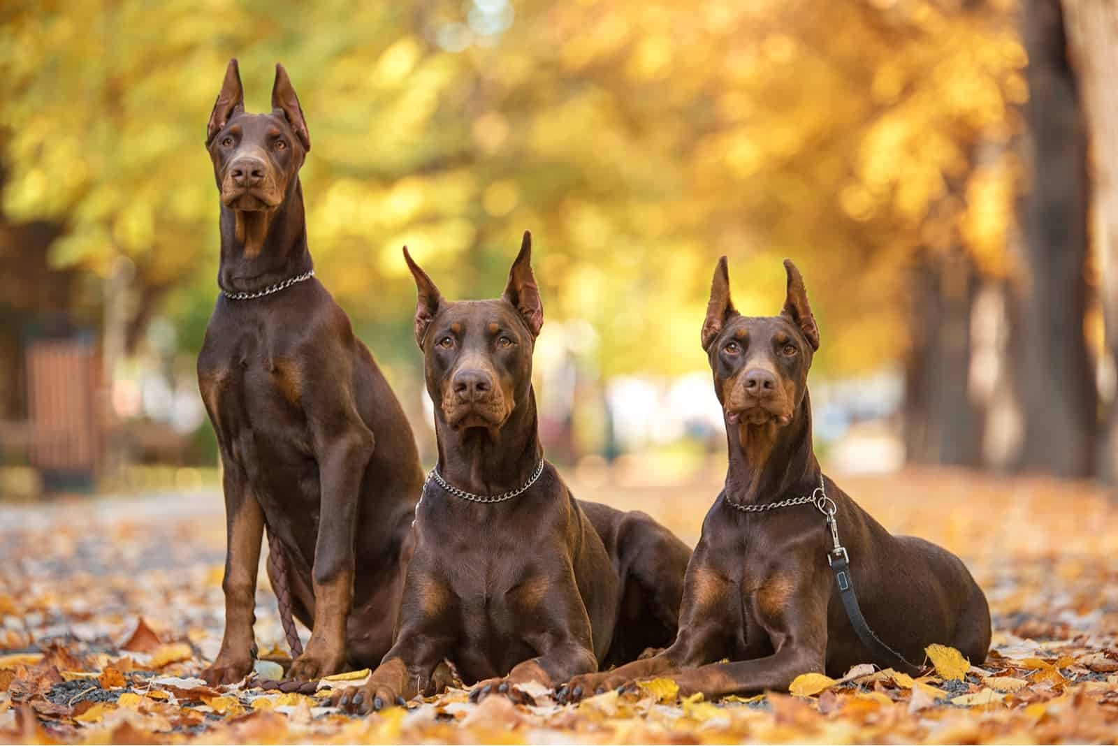 three Dobermans sitting on leaves