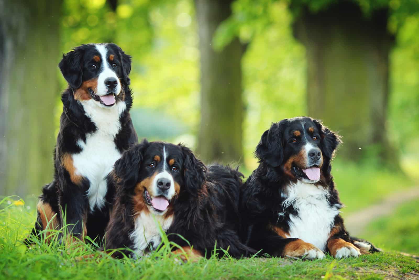 three bernese mountain dogs