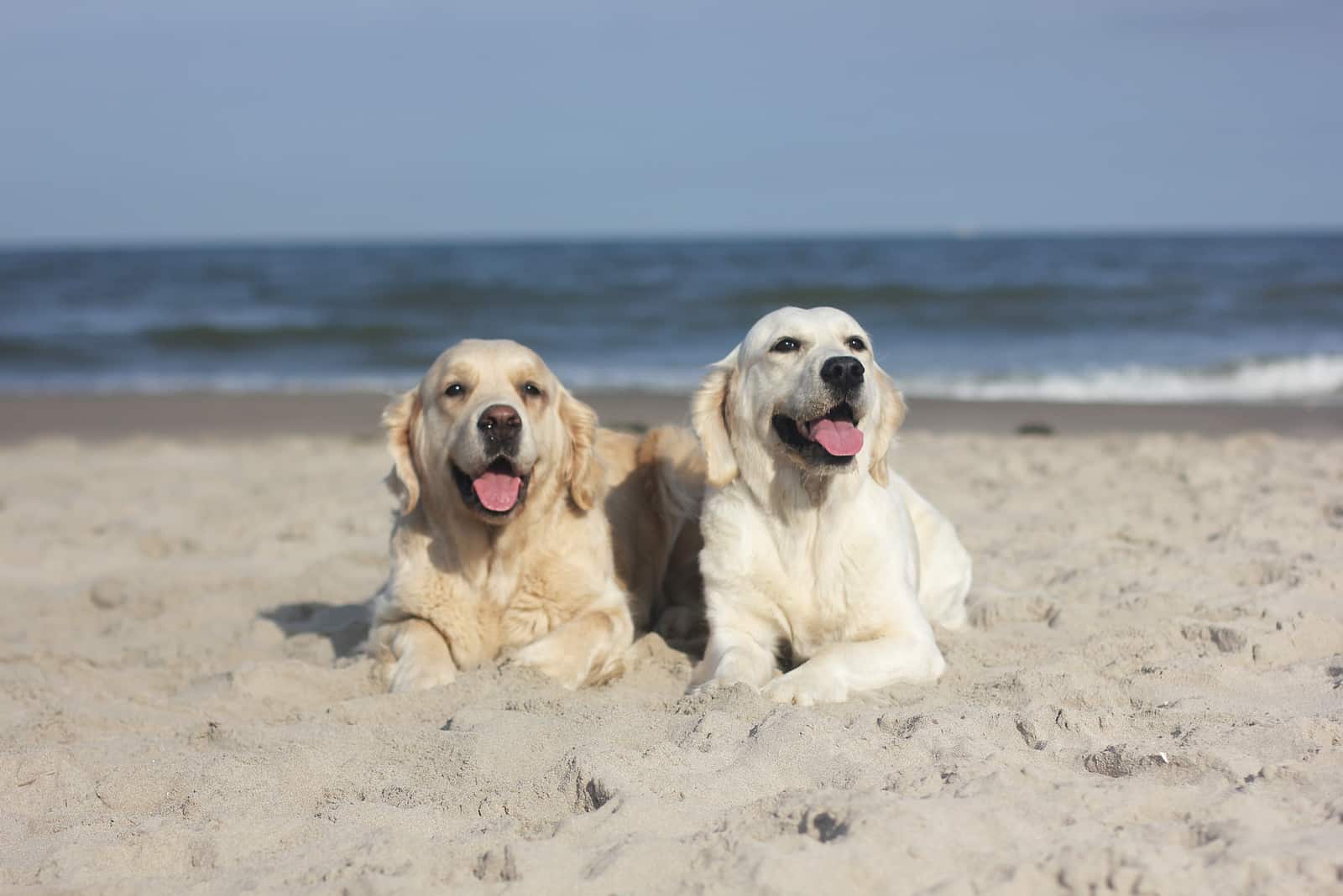 two Golden Retrievers sitting in sand on beach
