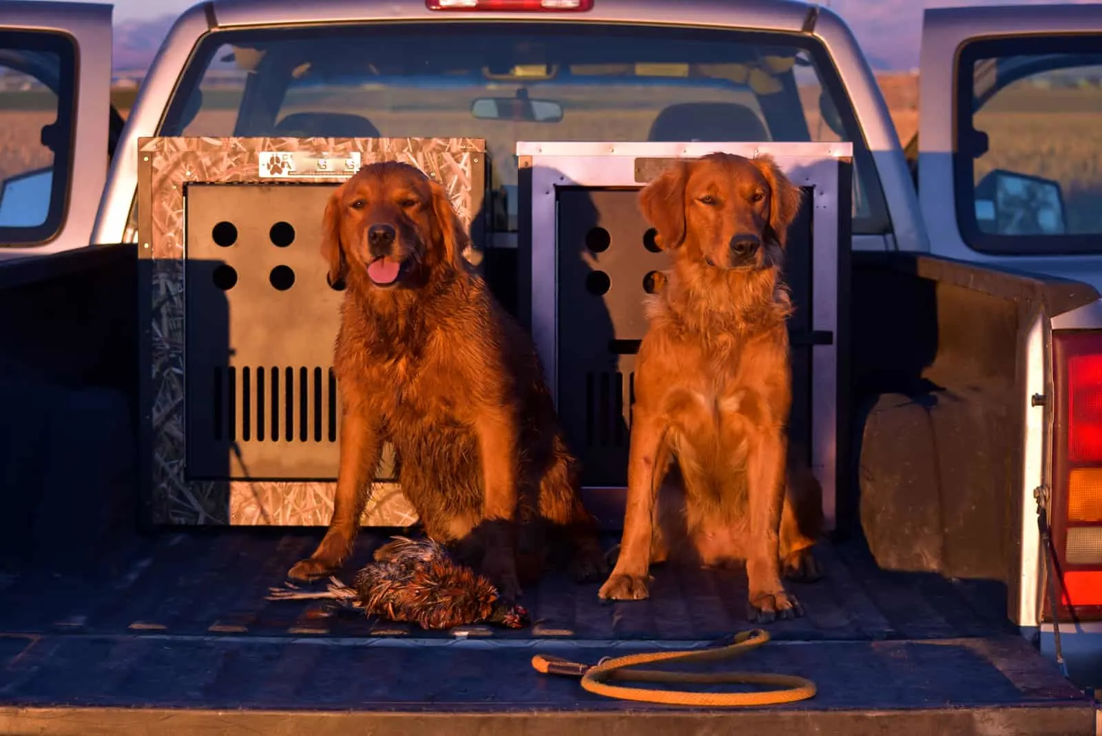 two Red Golden Retrievers sitting in truck