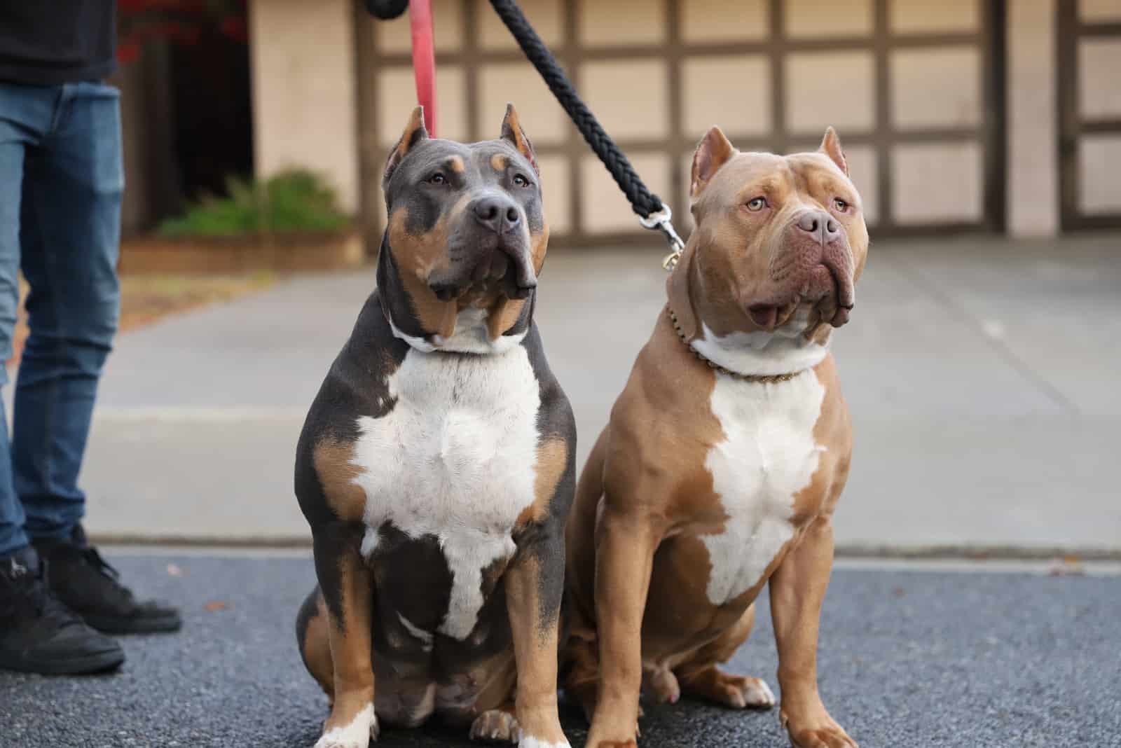 two american bullies on a leash