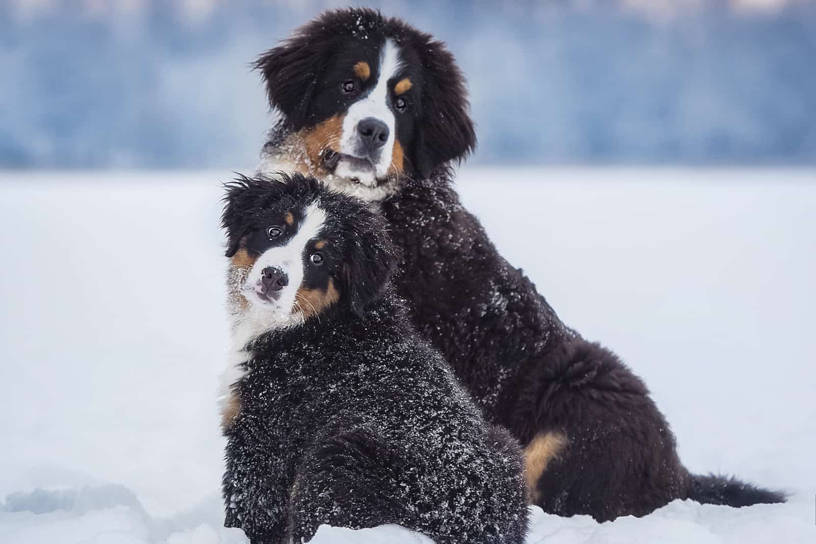 two bernese mountain dogs in snow