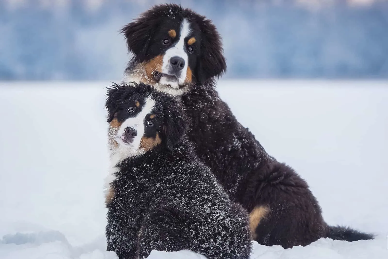 two bernese mountain dogs in snow
