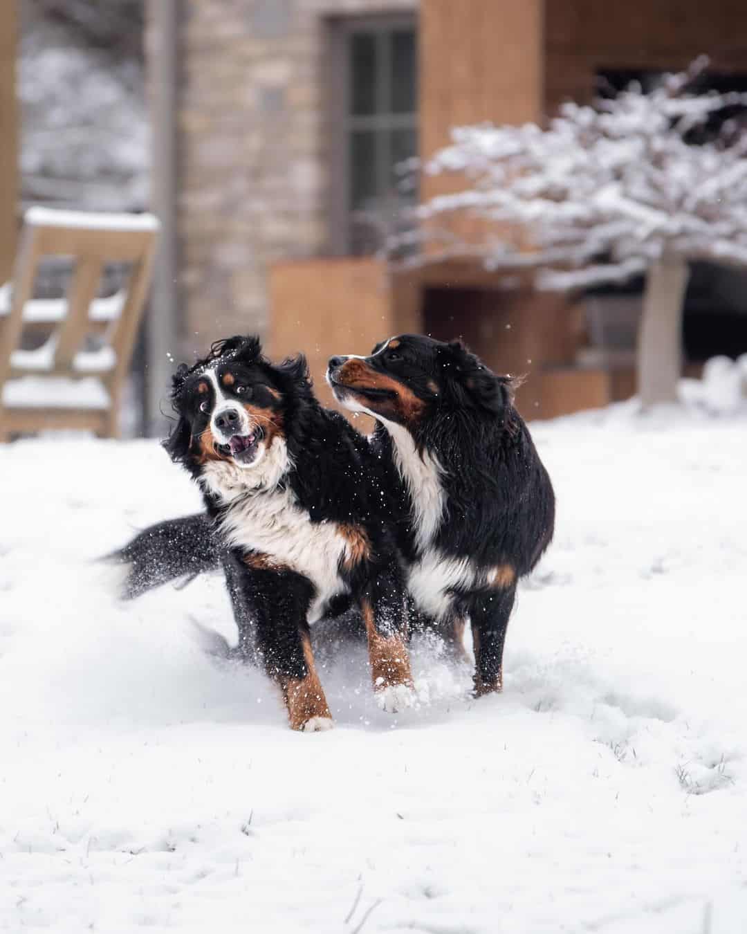 two bernese mountain dogs playing in snow