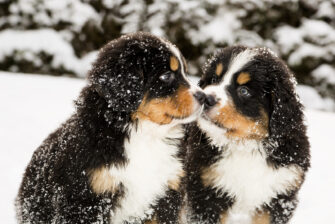 Bernese Mountain Dog Cost: Puppy Prices, Care, And Expenses