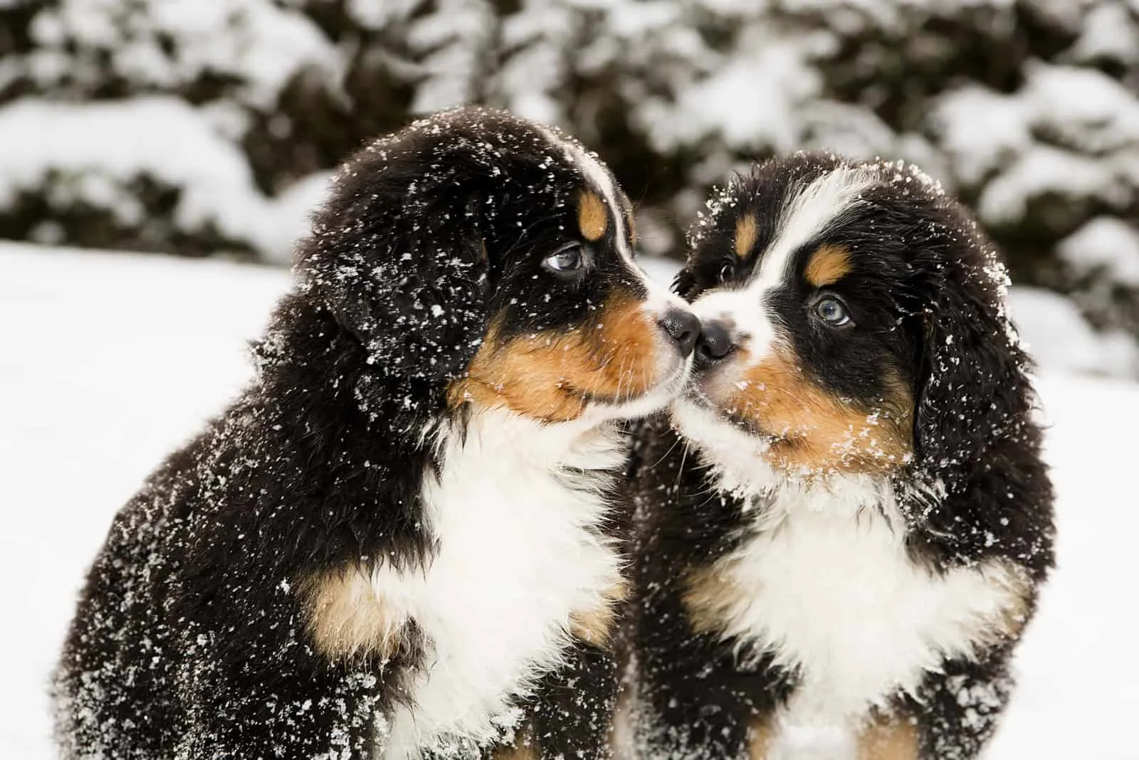 two bernese mountain puppies in snow