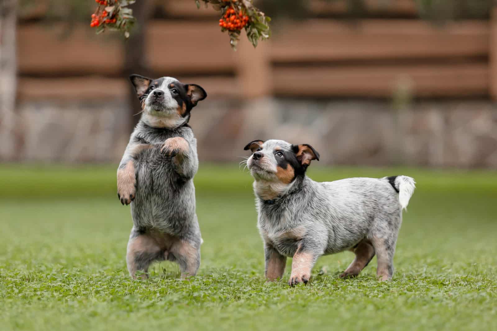 two blue heeler puppies