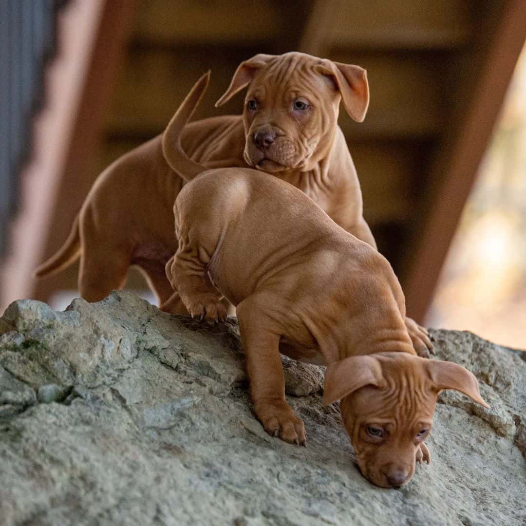 two brown american pitbull terrier puppies